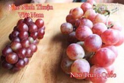 Cách phân biệt nho Trung Quốc và nho Mỹ, nho Ninh Thuận