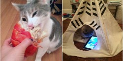 Ghen tị với cuộc sống sướng hơn tiên của các chú mèo