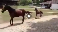 Chân dài tới nách, dáng đi siêu mẫu