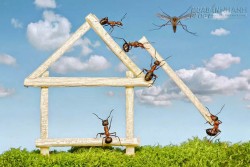 Bài học cuộc sống từ kiến và dế