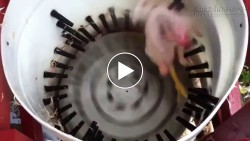 Vặt lông gà trong 14 giây