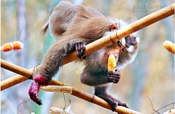 Con khỉ và quả táo gỗ