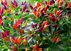 Cách trồng cà chua lê, ớt nhiều màu lạ mắt ngay tại nhà