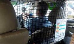 Đứng hình trước phương pháp tự bảo vệ mình có 1-0-2 của tài xế taxi Thái Lan