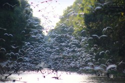 Đi săn ảnh chim trời ở khu ramsar Tràm Chim dịp 2/9