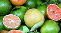 Điều kỳ diệu của chanh đào không nhiều người biết