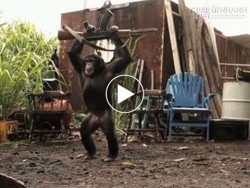 Khi động vật cầm súng