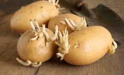 Cách đơn giản giúp loại bỏ độc tố trong khoai