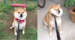 Chết cười chú chó Shiba Inu đã béo lại còn lười tập thể dục