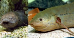 Kỳ lạ loài cá phổi vẫn sống khỏe dù tuyệt thực 5 năm