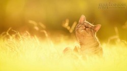 Chuyện về một bữa sáng