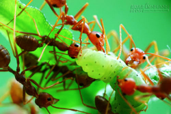 Mẹo giải quyết vết côn trùng đốt siêu nhanh