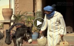Khi lừa được trang bị hệ thống báo động