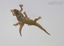 Hai con Thạch Sùng