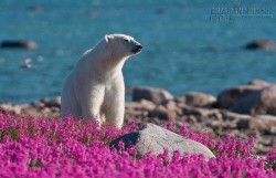 Tiếng gọi nơi hoang dã ở cánh đồng hoa dại Canada