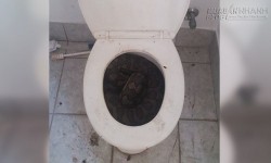 Trăn dài ba mét cuộn mình trong bồn cầu nhà dân
