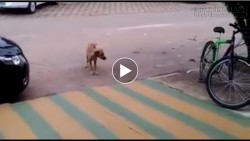 Con chó vui tính nhất năm