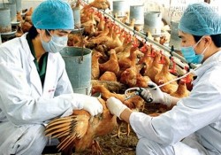 Cúm gia cầm bùng phát trở lại, Bộ Y tế ra công điện khẩn