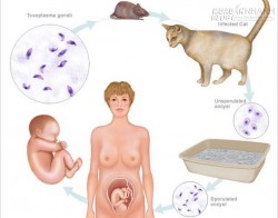 Nguyên nhân không ngờ đến có thể gây khuyết tật thai nhi: Mèo