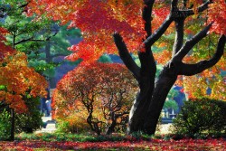10 địa điểm lý tưởng để ngắm mùa thu ở Nhật Bản