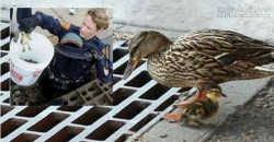 Vịt mẹ hoảng loạn cầu cứu cảnh sát khi cả đàn con bị lọt xuống cống