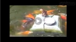 Chú vịt yêu cá nhất thế giới