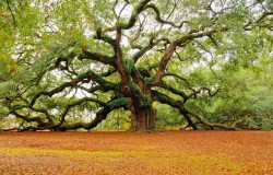 Hạt Giống Tâm Hồn : Bài học từ cây Sồi
