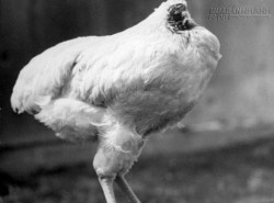 Chú gà sống 18 tháng mà không ... có đầu