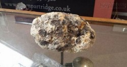 Dắt chó đi chơi, nhặt được cục phân 250 triệu đồng