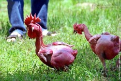12 Giống gà kỳ lạ nhất hành tinh