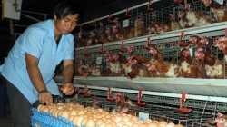 Kiếm tiền tỉ nhờ chăn nuôi gà cho nghe nhạc giao hưởng