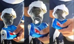 Hãi hùng cá nóc cắn vỏ lon nước ngọt như ăn bánh mỳ