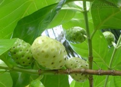 5 cây thuốc, bài thuốc khắc tinh bệnh đau lưng