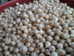 Thần dược hành tăm trị bách bệnh, cứu cả người trúng gió á khẩu thoát chết