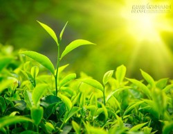 Nhiều lúc khôn ngoan quá chưa hẳn là tốt