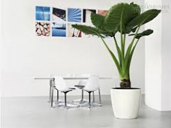 12 loại hoa và cây cảnh không nên trồng trong nhà