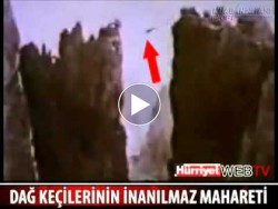 Đàn dê đi lại như bay trên núi cao