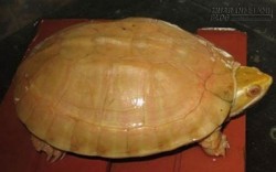 Báu vật rùa vàng 400 triệu đổi đời nông dân miền rừng