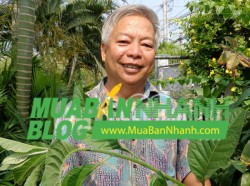 Lão nông tự chữa khỏi hàng tá bệnh nan y nhờ uống cây thuốc lạ thay trà