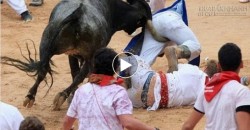 Chó Pitbull cắn Bò tót tấn công người cứu Chủ