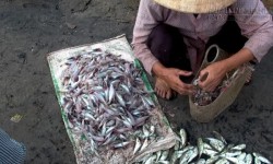 Xót lòng câu chuyện người mẹ bị cô con gái hắt hủi vì làm nghề bán cá