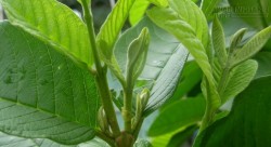 Những bài thuốc chữa tiểu đường bằng cây cỏ quanh nhà hiệu nghiệm