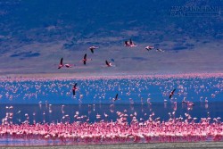 Thiên đường hoang dã trong miệng núi lửa Ngorongoro