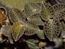 Bài thuốc chữa lao phổi, viêm phế quản từ cây Kim cương kỳ diệu.