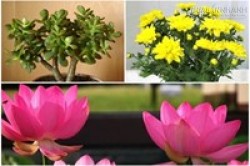 Cách bài trí cây xanh giúp xua tan bệnh tật gia chủ