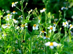 Bật mí loài hoa dại - Khắc tinh bệnh giao mùa chữa đau nhức xương khớp, viêm họng, mẩn ngứa, đau răng