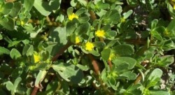 Chữa giời leo nhanh chóng với thảo dược vườn nhà