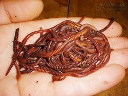 Giun đất - Vị thuốc hay trị rất nhiều bệnh
