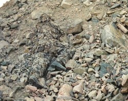 Thuật ngụy trang đố ai nhận ra của những người lính