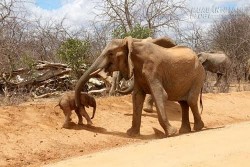 Voi mẹ đưa con sơ sinh tới chào ân nhân cứu mạng